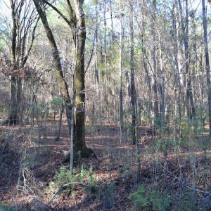 Photo #12 of SOLD property in Off Kansas Road, Dover, NC 4.0 acres