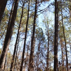 Photo #13 of SOLD property in Off Kansas Road, Dover, NC 4.0 acres