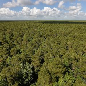Photo #7 of SOLD property in Off New Lake Road, Belhaven, NC 59.1 acres