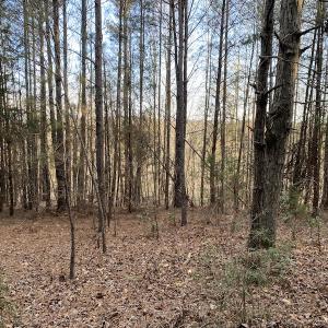 Photo #6 of SOLD property in Off Mabe Road, Star, NC 30.3 acres
