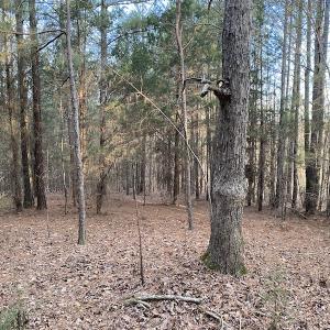 Photo #8 of SOLD property in Off Mabe Road, Star, NC 30.3 acres