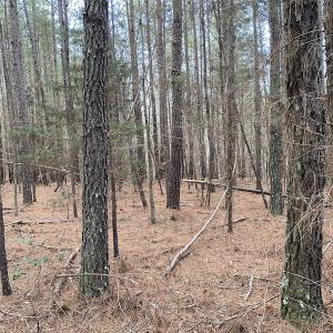 Photo #9 of SOLD property in Off Mabe Road, Star, NC 30.3 acres