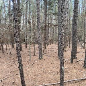 Photo #10 of SOLD property in Off Mabe Road, Star, NC 30.3 acres