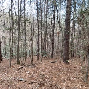 Photo #11 of SOLD property in Off Mabe Road, Star, NC 30.3 acres