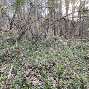 Photo #20 of SOLD property in Off Mabe Road, Star, NC 30.3 acres