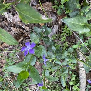 Photo #21 of SOLD property in Off Mabe Road, Star, NC 30.3 acres