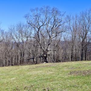Photo #68 of SOLD property in 5117 Hot Springs Road, Hot Springs, VA 569.6 acres