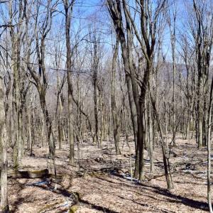 Photo #86 of SOLD property in 5117 Hot Springs Road, Hot Springs, VA 569.6 acres