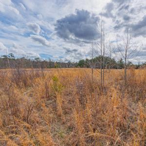 Photo #21 of SOLD property in Off Dewberry Lane, Roseboro, NC 4.3 acres