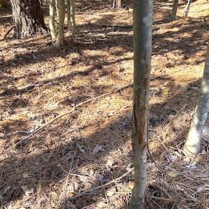 Photo #23 of SOLD property in Off Holly Run Drive, Carrsville, VA 22.7 acres
