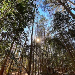 Photo #26 of SOLD property in Off Holly Run Drive, Carrsville, VA 22.7 acres