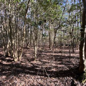 Photo #27 of SOLD property in Off Holly Run Drive, Carrsville, VA 22.7 acres