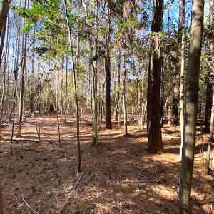 Photo #28 of SOLD property in Off Holly Run Drive, Carrsville, VA 22.7 acres