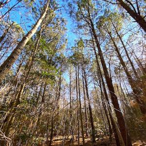 Photo #30 of SOLD property in Off Holly Run Drive, Carrsville, VA 22.7 acres