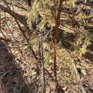 Photo #31 of SOLD property in Off Holly Run Drive, Carrsville, VA 22.7 acres