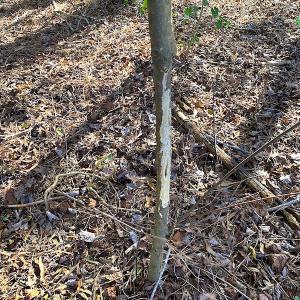 Photo #32 of SOLD property in Off Holly Run Drive, Carrsville, VA 22.7 acres