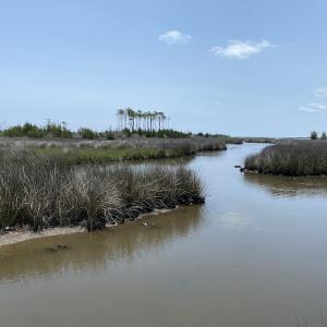 Photo #8 of SOLD property in Off Styron Creek Road, Sealevel, NC 105.0 acres