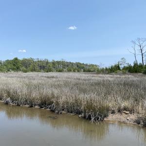 Photo #9 of SOLD property in Off Styron Creek Road, Sealevel, NC 105.0 acres