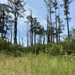 Photo #3 of SOLD property in Off Styron Creek Road, Sealevel, NC 105.0 acres