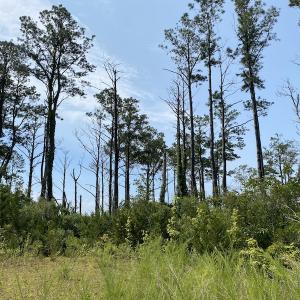 Photo #4 of SOLD property in Off Styron Creek Road, Sealevel, NC 105.0 acres