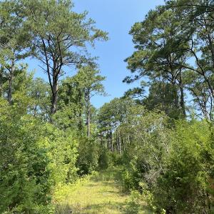 Photo #6 of SOLD property in Off Styron Creek Road, Sealevel, NC 105.0 acres