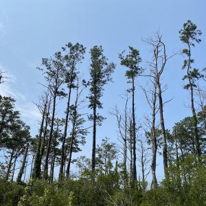 Photo #7 of SOLD property in Off Styron Creek Road, Sealevel, NC 105.0 acres