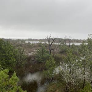 Photo #10 of SOLD property in Off Styron Creek Road, Sealevel, NC 105.0 acres