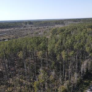 Photo #7 of 178 Mill Point Lane, Williston, NC 42.6 acres
