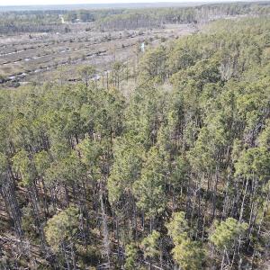 Photo #8 of 178 Mill Point Lane, Williston, NC 42.6 acres