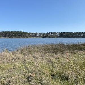 Photo #20 of 178 Mill Point Lane, Williston, NC 42.6 acres