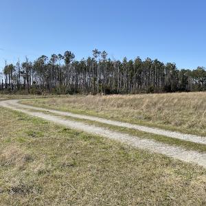 Photo #22 of 178 Mill Point Lane, Williston, NC 42.6 acres