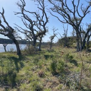 Photo #23 of 178 Mill Point Lane, Williston, NC 42.6 acres