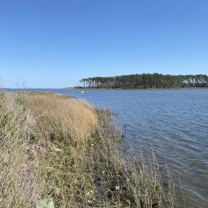 Photo #26 of 178 Mill Point Lane, Williston, NC 42.6 acres