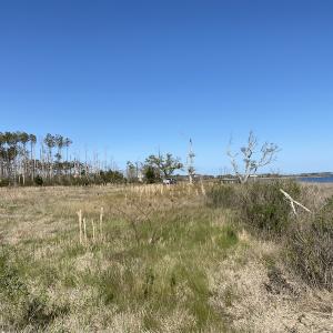 Photo #27 of 178 Mill Point Lane, Williston, NC 42.6 acres