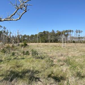 Photo #28 of 178 Mill Point Lane, Williston, NC 42.6 acres