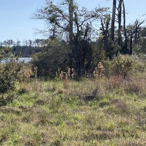 Photo #29 of 178 Mill Point Lane, Williston, NC 42.6 acres