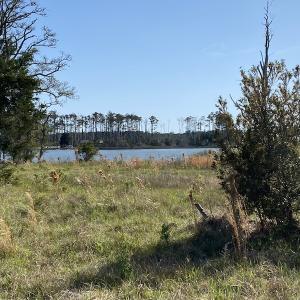 Photo #30 of 178 Mill Point Lane, Williston, NC 42.6 acres
