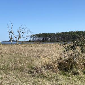 Photo #31 of 178 Mill Point Lane, Williston, NC 42.6 acres