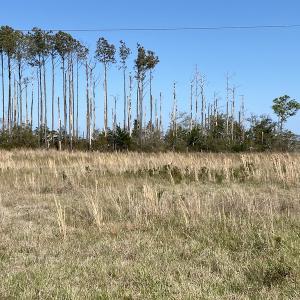 Photo #32 of 178 Mill Point Lane, Williston, NC 42.6 acres