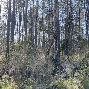 Photo #35 of 178 Mill Point Lane, Williston, NC 42.6 acres