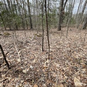 Photo #26 of SOLD property in Off Sutherland Road, Sutherland, VA 10.0 acres