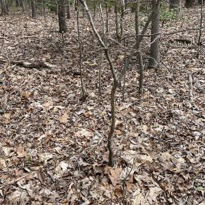 Photo #27 of SOLD property in Off Sutherland Road, Sutherland, VA 10.0 acres