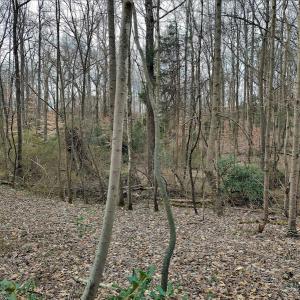 Photo #9 of SOLD property in Off Cedar Crest Drive, Madison Heights, VA 3.9 acres