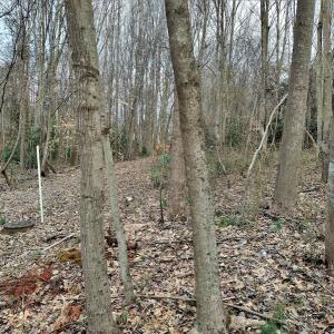 Photo #11 of SOLD property in Off Cedar Crest Drive, Madison Heights, VA 3.9 acres