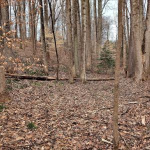 Photo #12 of SOLD property in Off Cedar Crest Drive, Madison Heights, VA 3.9 acres