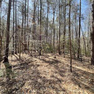 Photo #15 of SOLD property in Off Indian Neck Road, Newtown, VA 12.0 acres