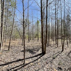 Photo #19 of SOLD property in Off Indian Neck Road, Newtown, VA 12.0 acres