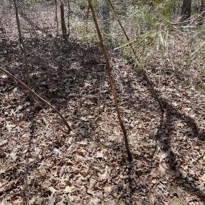 Photo #21 of SOLD property in Off Indian Neck Road, Newtown, VA 12.0 acres