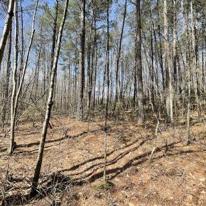 Photo #28 of SOLD property in Off Indian Neck Road, Newtown, VA 12.0 acres