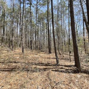Photo #29 of SOLD property in Off Indian Neck Road, Newtown, VA 12.0 acres